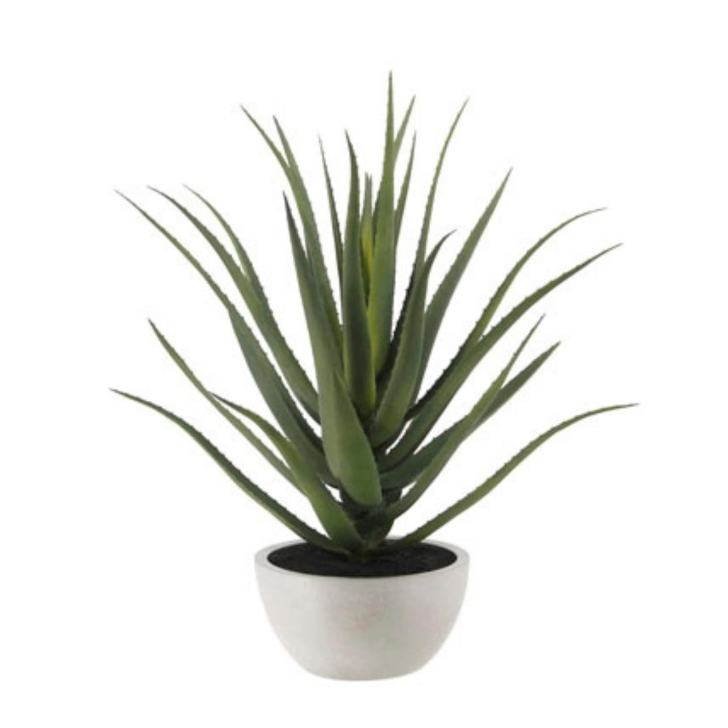 Succulent Plant Arrangement In Decorative Pot