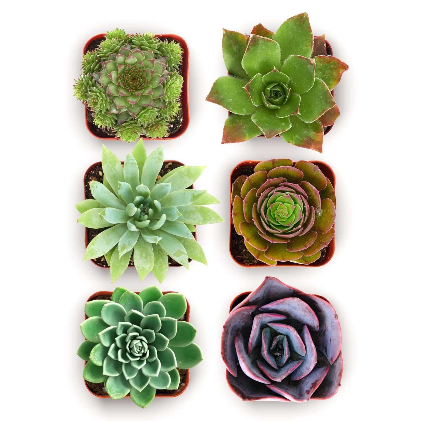 Echeveria Rosette Succulent Variety Pack