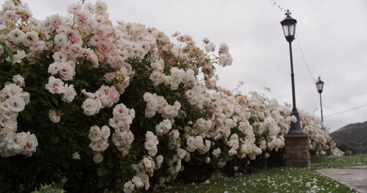 The Romantic Beauty Of Botanical Living And Garden Inspired Spaces