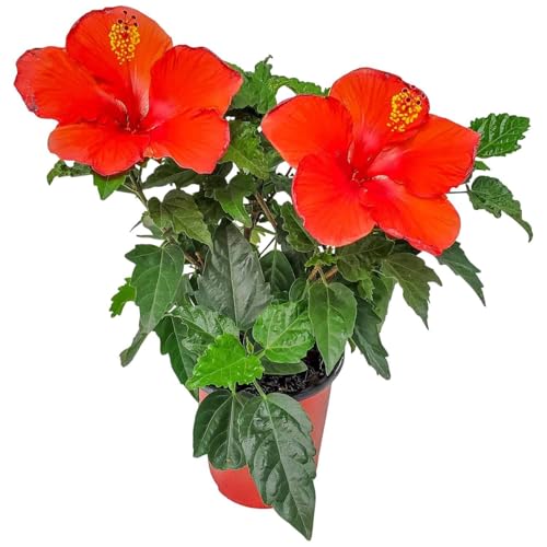 Decorative Hibiscus Bush Plant