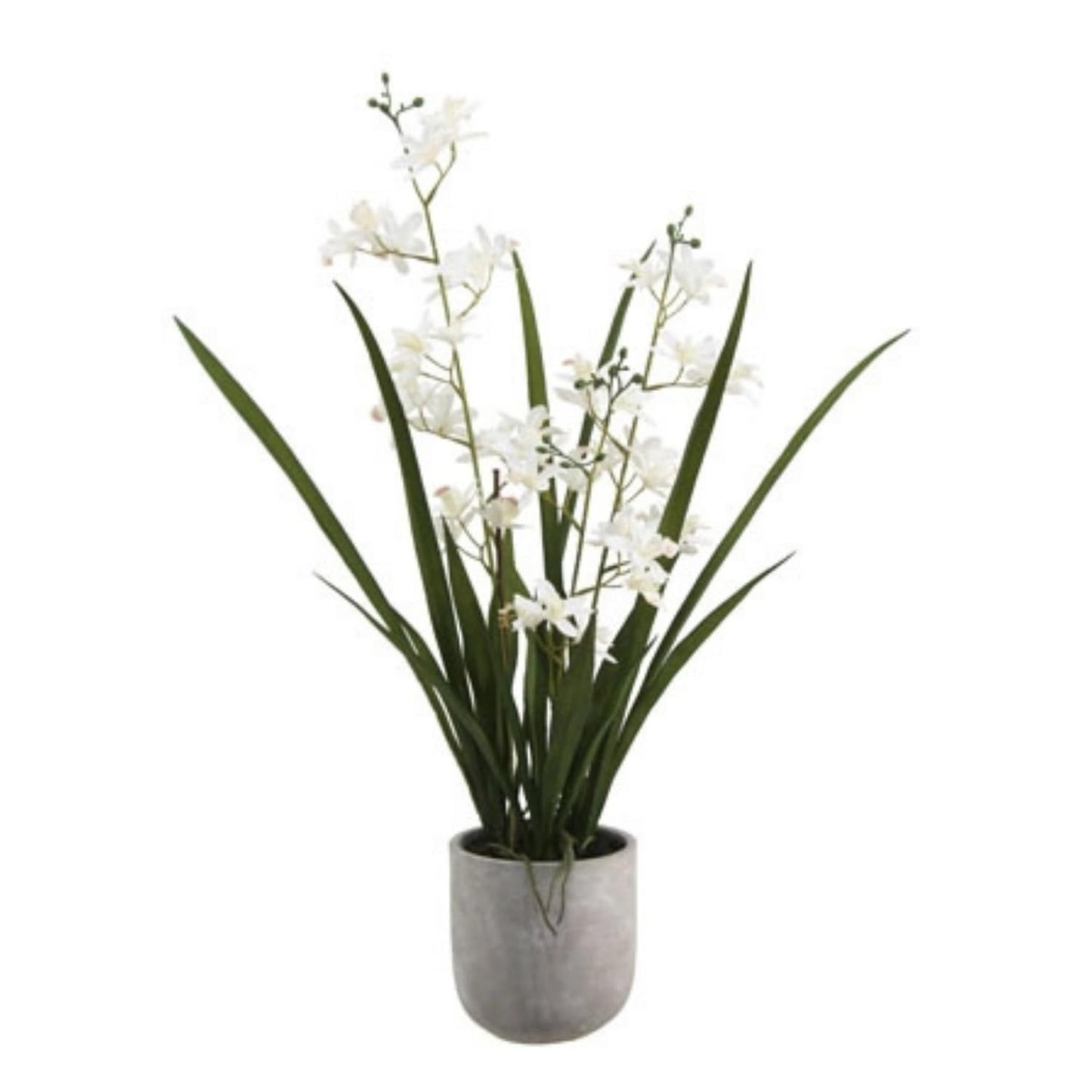 Decorative Potted Orchid Plant Arrangement