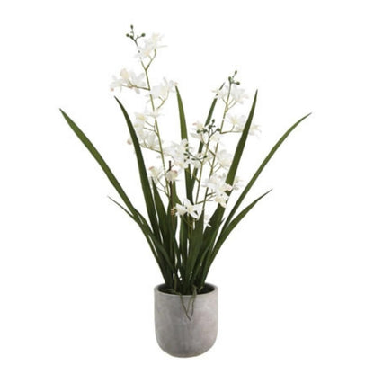 Decorative Potted Orchid Plant Arrangement