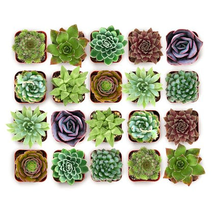 Echeveria Rosette Succulent Variety Pack