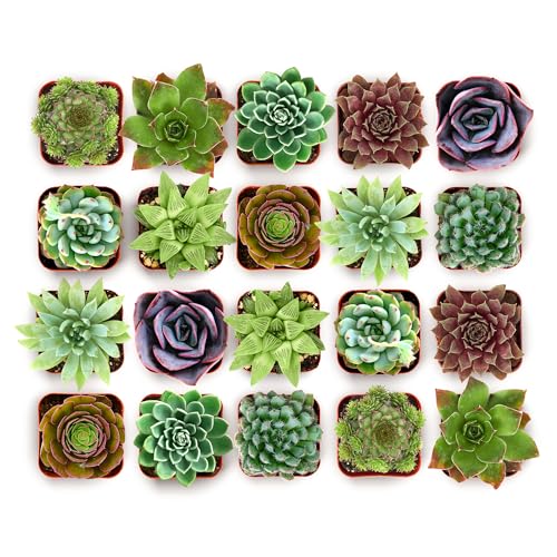 Echeveria Rosette Succulent Variety Pack