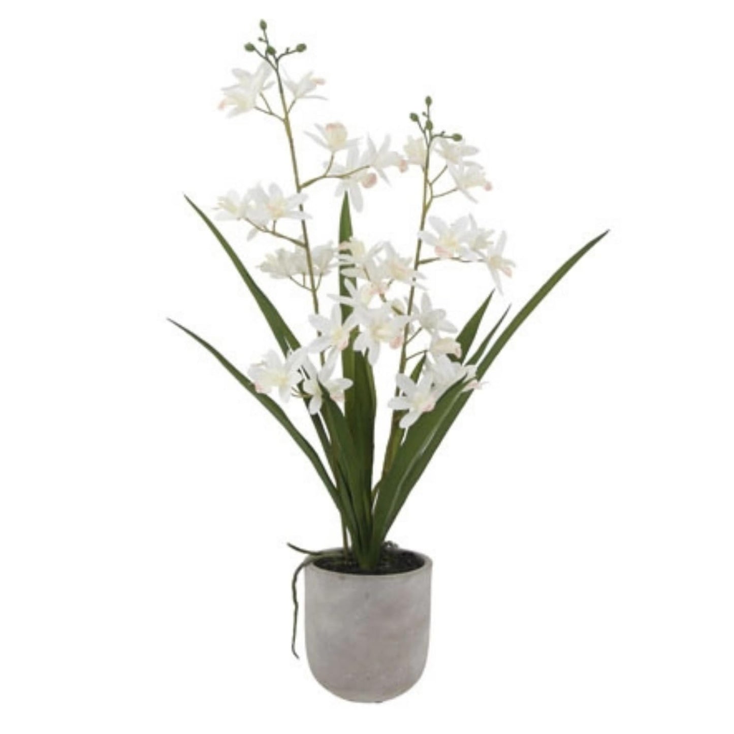 Decorative Potted Orchid Plant Arrangement