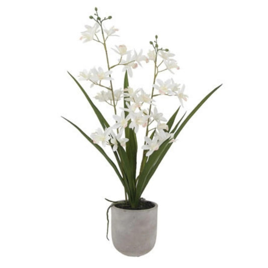 Decorative Potted Orchid Plant Arrangement
