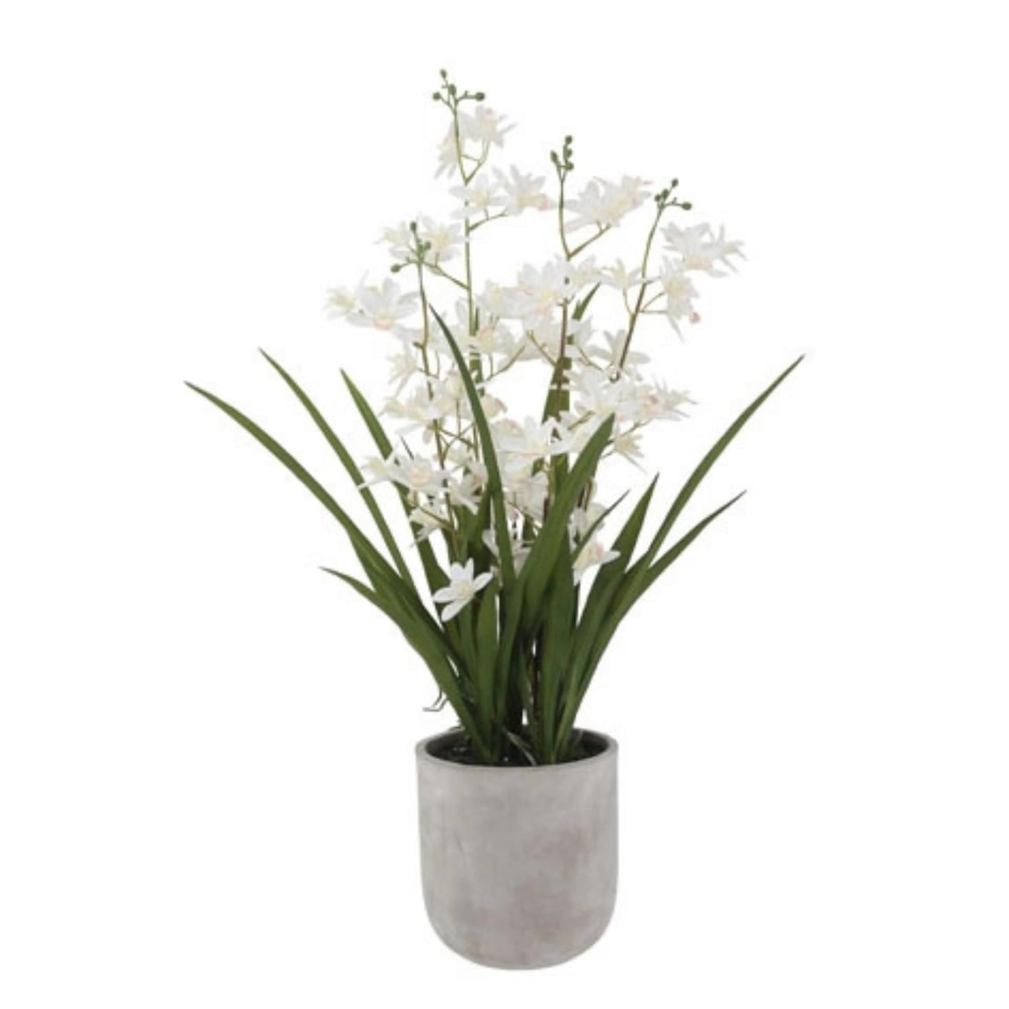 Decorative Potted Orchid Plant Arrangement