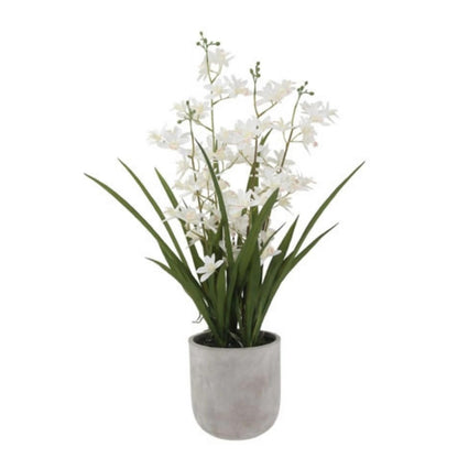 Decorative Potted Orchid Plant Arrangement