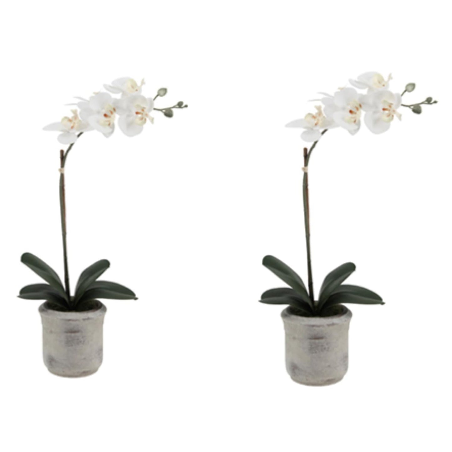 Decorative Potted Orchid Plant Arrangement