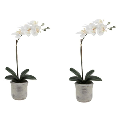 Decorative Potted Orchid Plant Arrangement