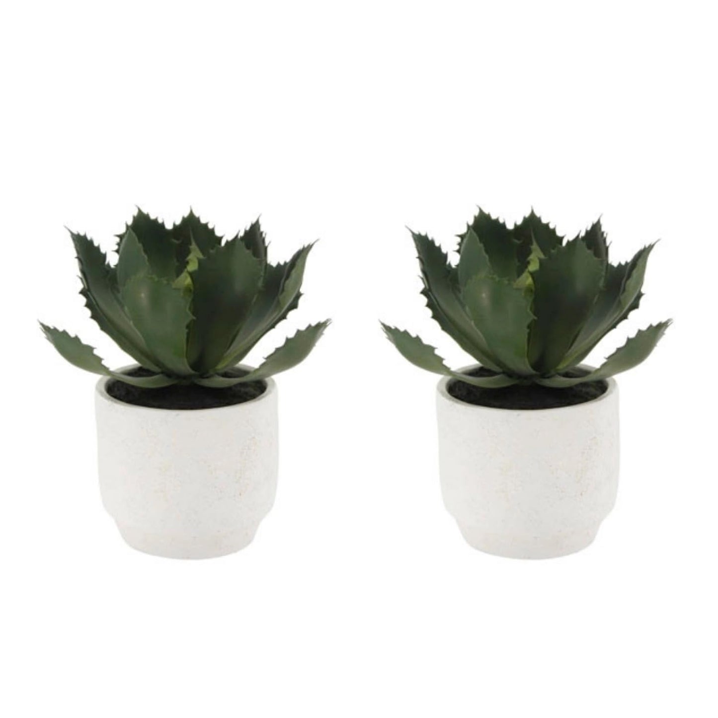 Succulent Plant Arrangement In Decorative Pot