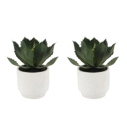 Succulent Plant Arrangement In Decorative Pot