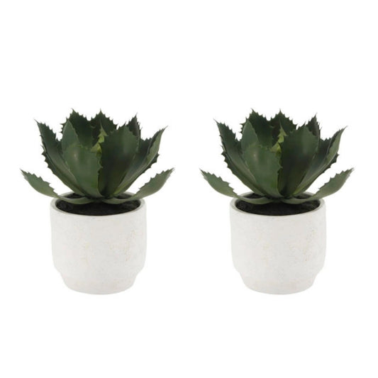 Succulent Plant Arrangement In Decorative Pot