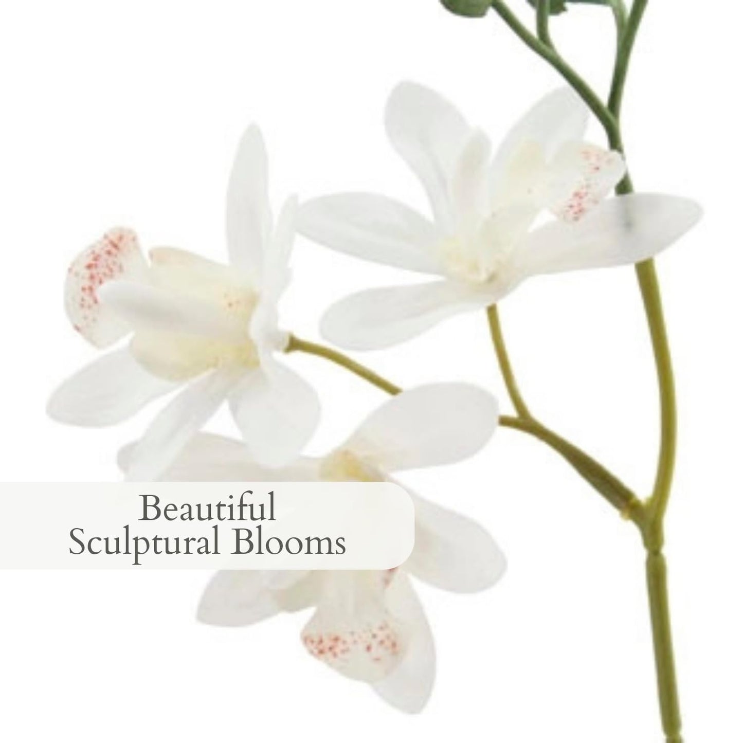Decorative Potted Orchid Plant Arrangement