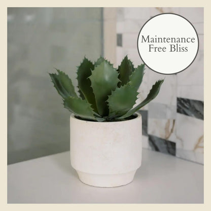 Succulent Plant Arrangement In Decorative Pot