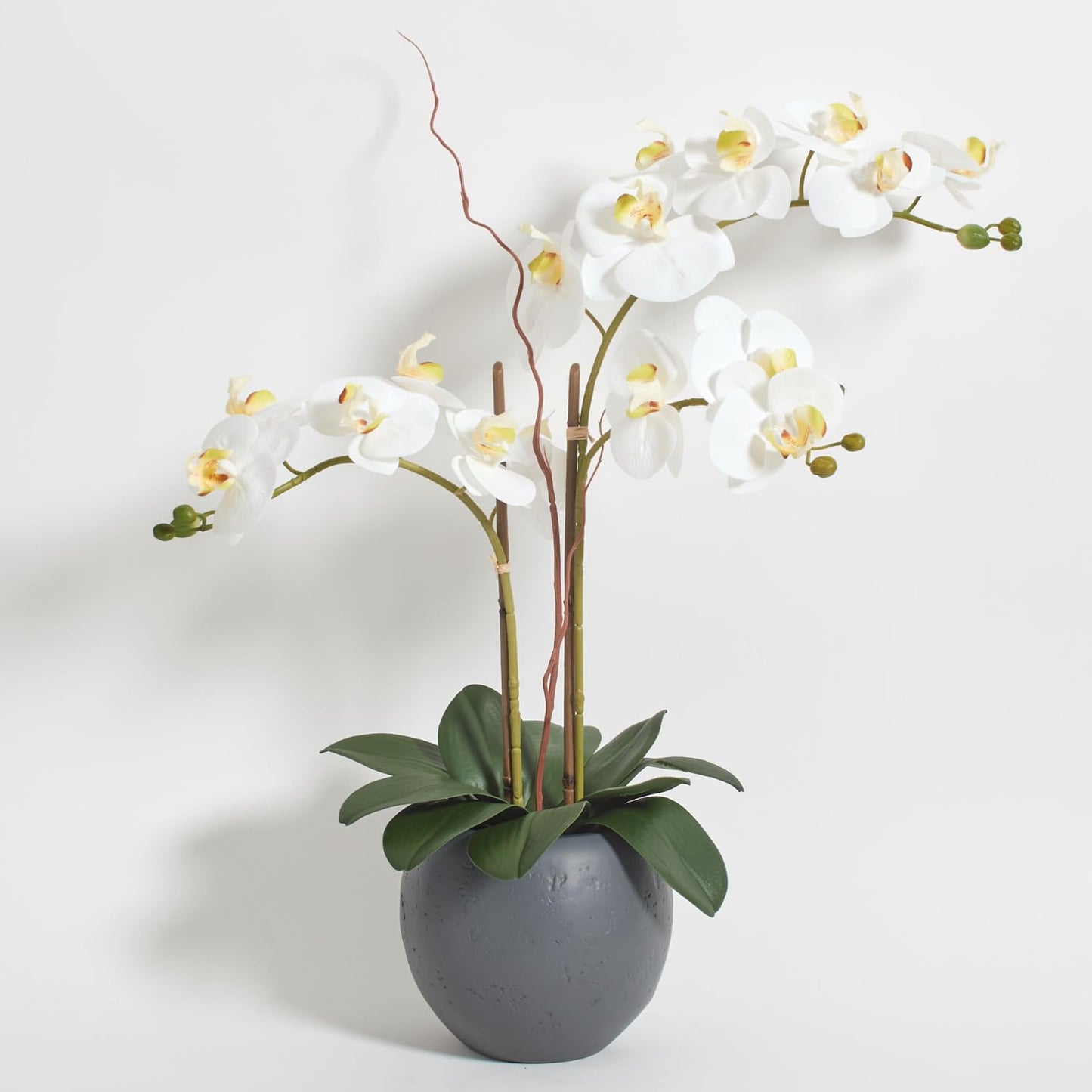 Decorative Potted Orchid Plant Arrangement