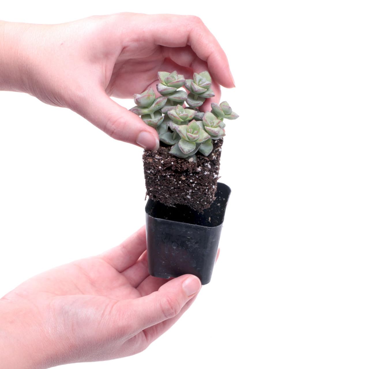 Trailing Succulent Plants For Hanging Decor