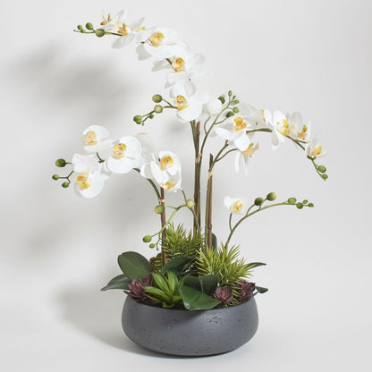 Decorative Potted Orchid Plant Arrangement