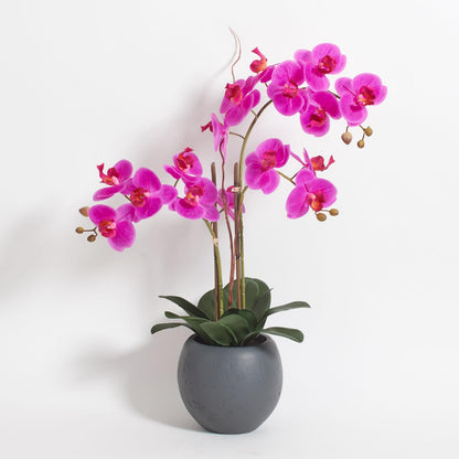 Decorative Potted Orchid Plant Arrangement