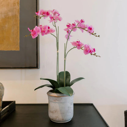 Decorative Potted Orchid Plant Arrangement