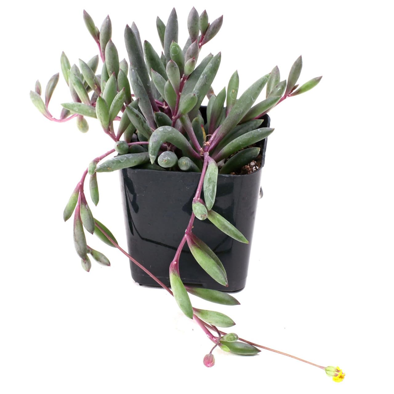 Trailing Succulent Plants For Hanging Decor