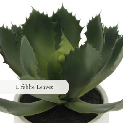 Succulent Plant Arrangement In Decorative Pot