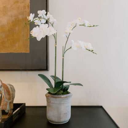 Decorative Potted Orchid Plant Arrangement