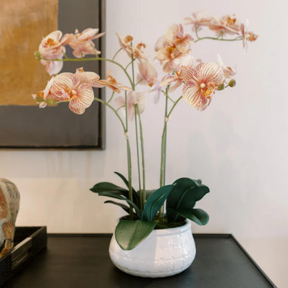 Decorative Potted Orchid Plant Arrangement