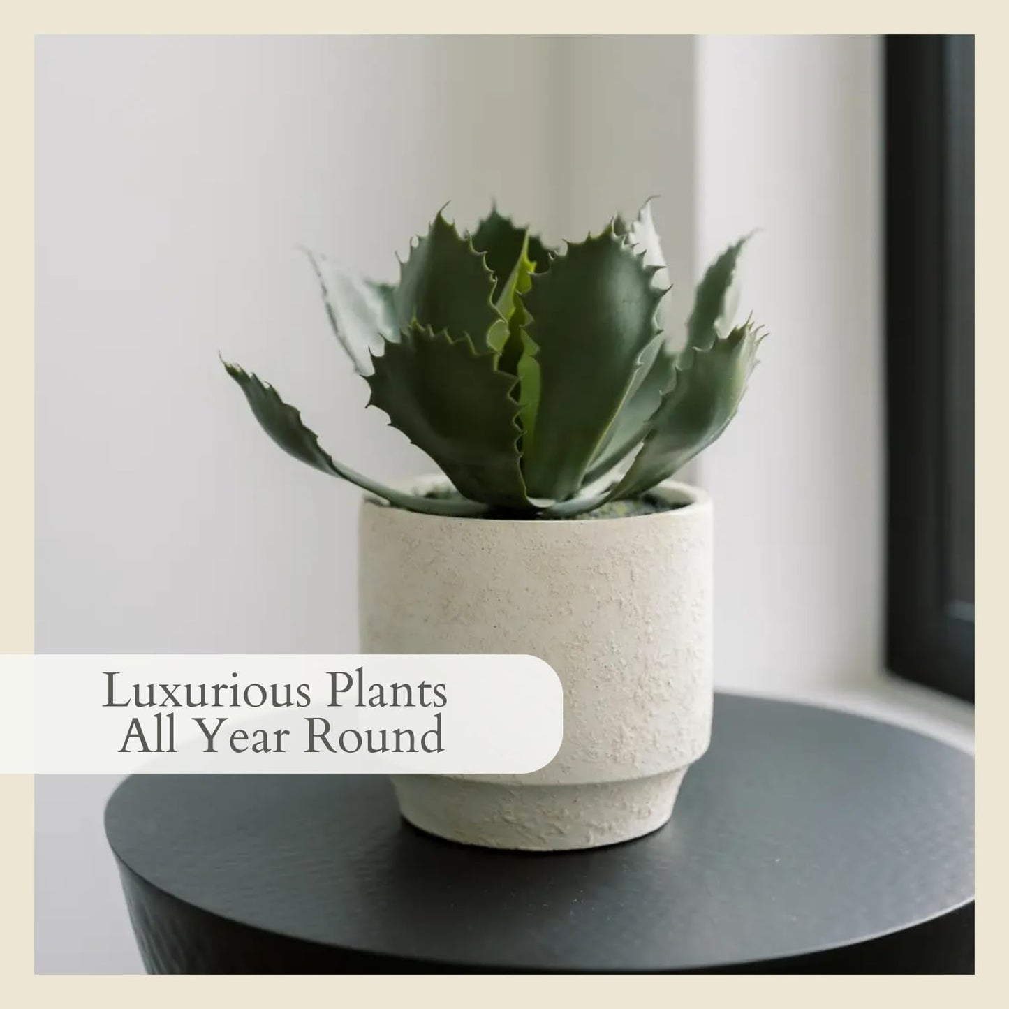 Succulent Plant Arrangement In Decorative Pot