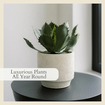 Succulent Plant Arrangement In Decorative Pot