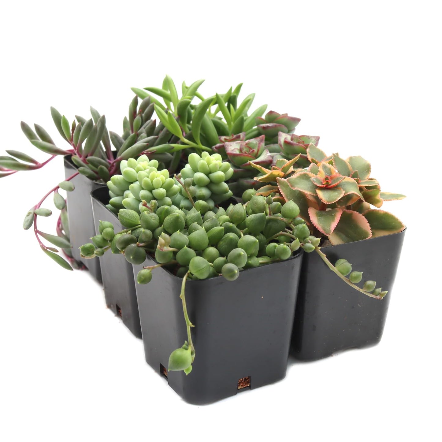 Trailing Succulent Plants For Hanging Decor