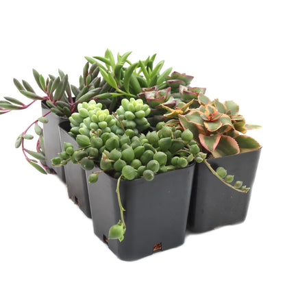 Trailing Succulent Plants For Hanging Decor