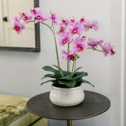 Decorative Potted Orchid Plant Arrangement