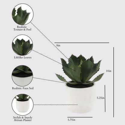 Succulent Plant Arrangement In Decorative Pot
