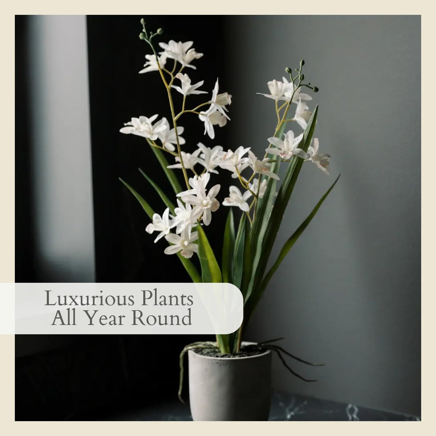 Decorative Potted Orchid Plant Arrangement