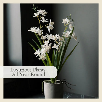 Decorative Potted Orchid Plant Arrangement