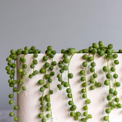 Trailing Succulent Plants For Hanging Decor