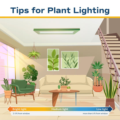 Extra Large Dracaena Indoor Plant