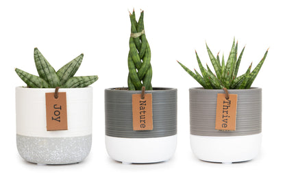 Plants for Pets Sansevieria Cylindrica Succulent