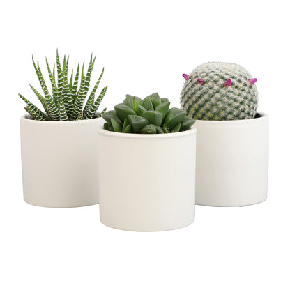 Plants for Pets Sansevieria Cylindrica Succulent