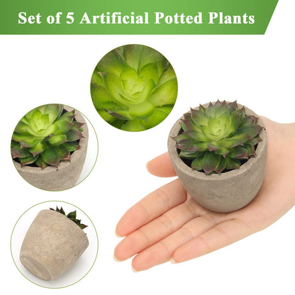 Assorted Faux Succulent Plants Set Of 5