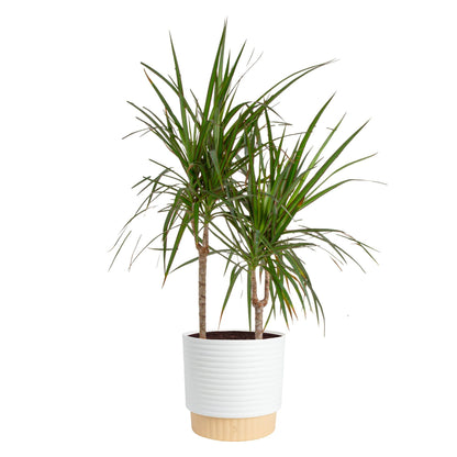 Extra Large Dracaena Indoor Plant