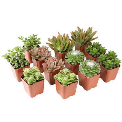 Live Potted Succulent Plants Collection