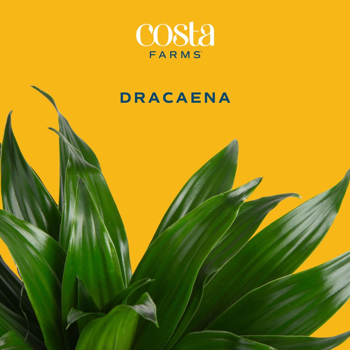 Extra Large Dracaena Indoor Plant