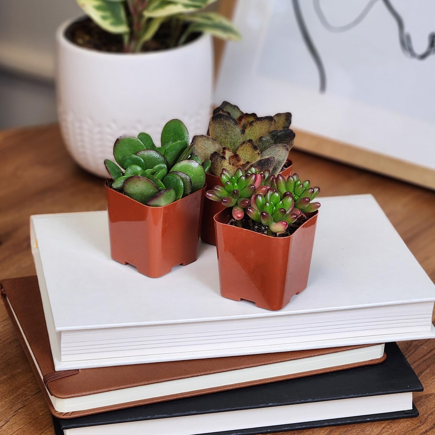Live Potted Succulent Plants Collection
