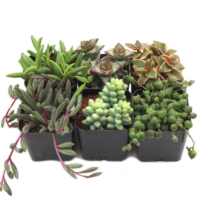 Trailing Succulent Plants For Hanging Decor