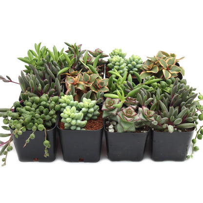 Trailing Succulent Plants For Hanging Decor