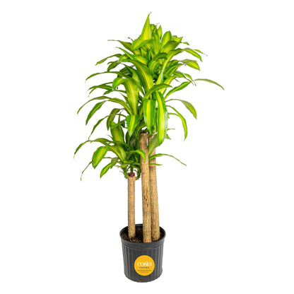 Extra Large Dracaena Indoor Plant