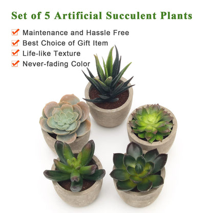 Assorted Faux Succulent Plants Set Of 5