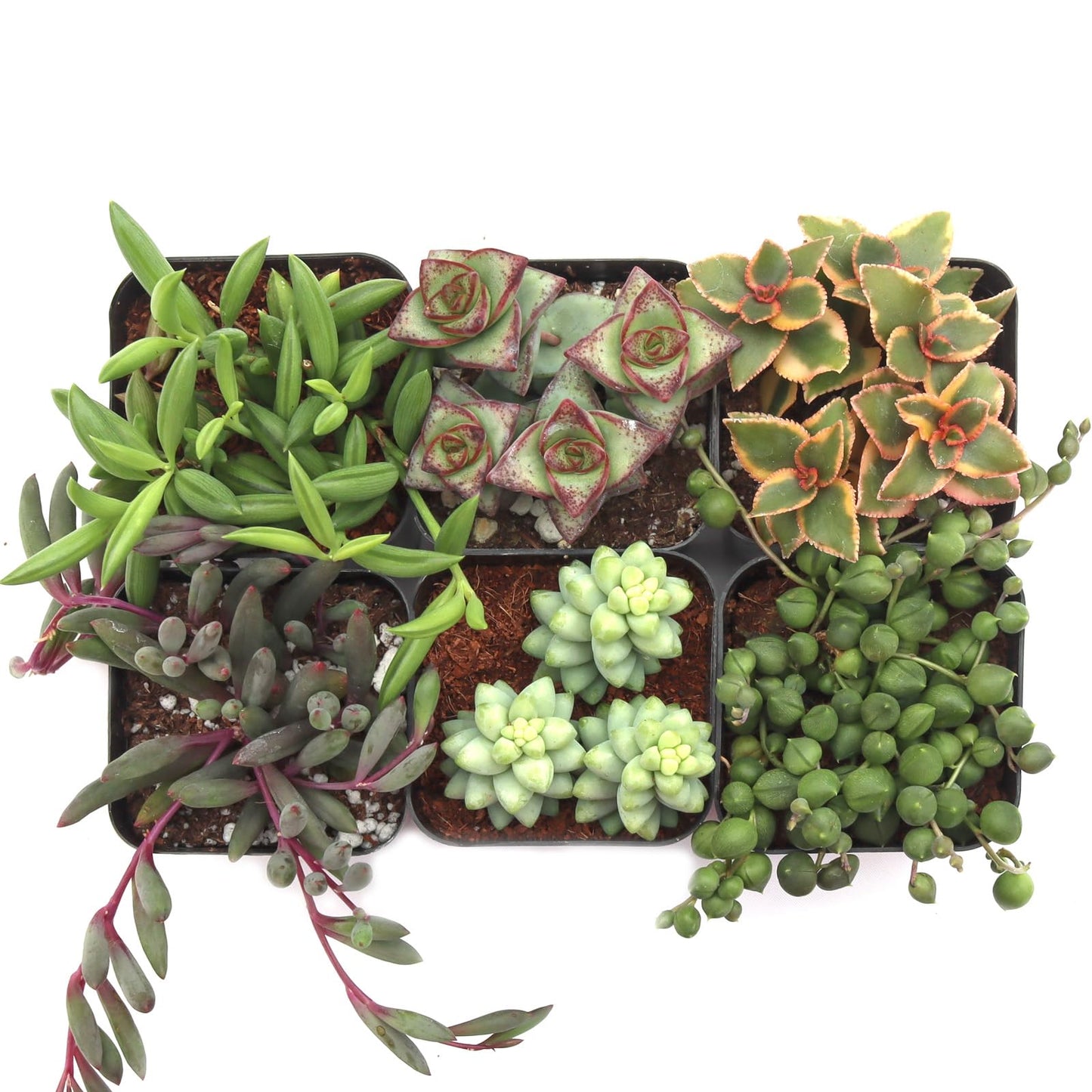 Trailing Succulent Plants For Hanging Decor